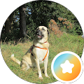 Foto von Sivas Kangal